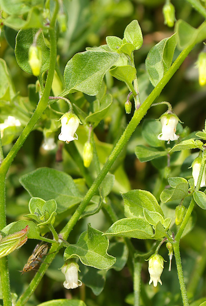 Salpichroa origanifolia / Salpicroa